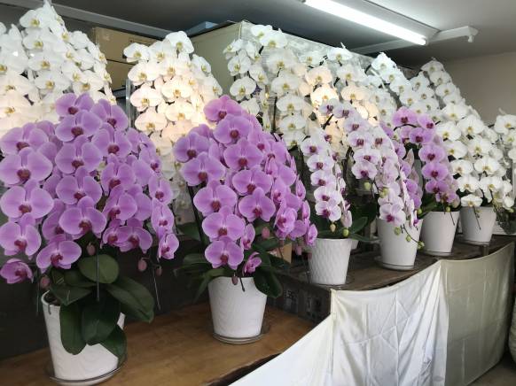 東京都荒川区の花屋 ｈａｎａｕｔａ にフラワーギフトはお任せください 当店は 安心と信頼の花キューピット加盟店です 花キューピットタウン